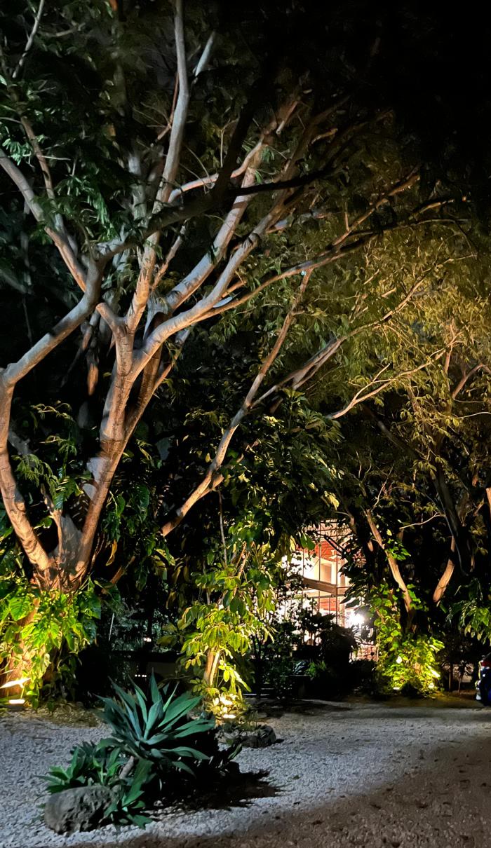 The garden at night, the canopy lit from below and the house glowing behind the trees